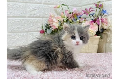 成約済の東京都のラガマフィン-75885の4枚目