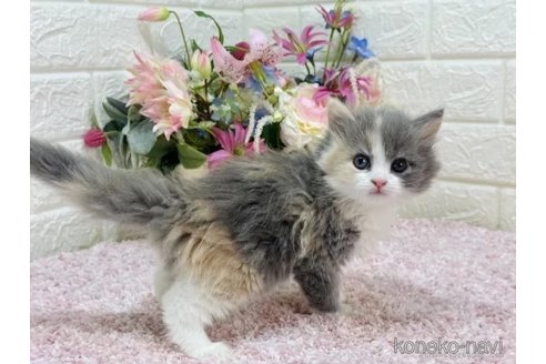 成約済の東京都のラガマフィン-75885の5枚目