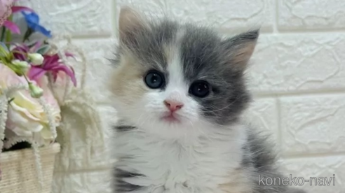 成約済の東京都のラガマフィン-75885の1枚目