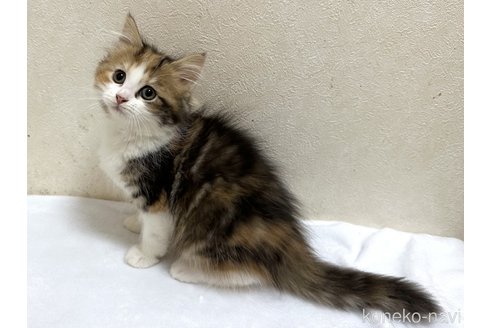 成約済の千葉県のラガマフィン-74214の4枚目