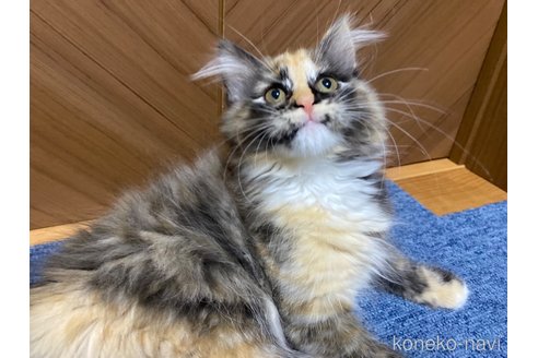 成約済の千葉県のサイベリアン-72550の19枚目
