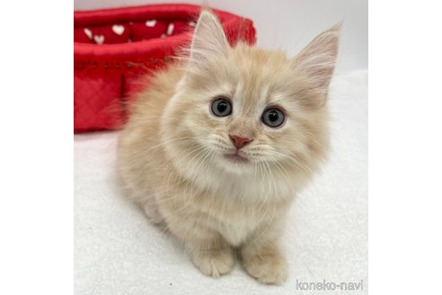 成約済の愛知県のミヌエット(短足)-75950の2枚目