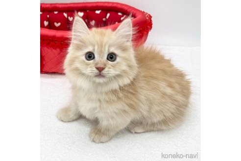 成約済の愛知県のミヌエット(短足)-75950の4枚目