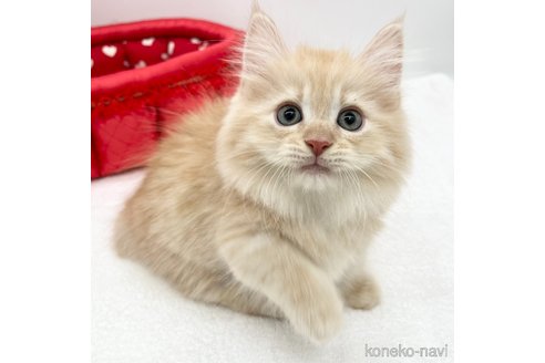 成約済の愛知県のミヌエット(短足)-75950の3枚目