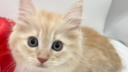 成約済の愛知県のミヌエット(短足)-75950