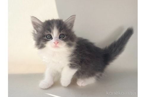 成約済の福岡県のノルウェージャンフォレストキャット-75958の3枚目