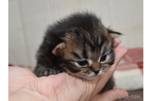 成約済の愛知県のマンチカン-75968の5枚目