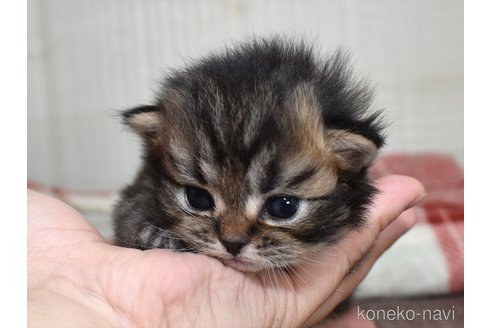 成約済の愛知県のマンチカン-75968の2枚目