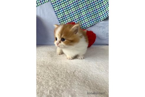 成約済の大阪府のマンチカン(短足)-75975の1枚目