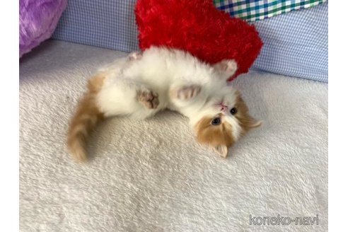成約済の大阪府のマンチカン(短足)-75975の5枚目