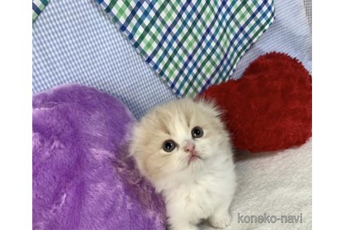 成約済の大阪府のスコティッシュフォールド(折れ耳)-75985の1枚目