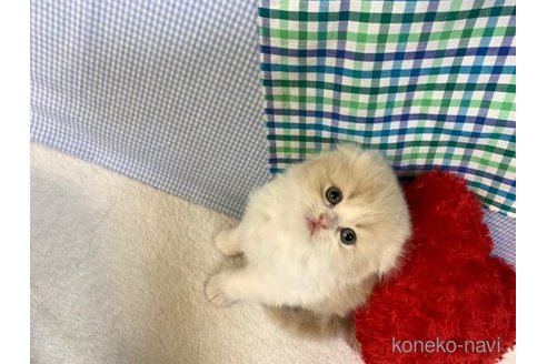 成約済の大阪府のスコティッシュフォールド(折れ耳)-75985の4枚目
