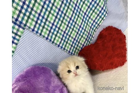 成約済の大阪府のスコティッシュフォールド(折れ耳)-75985の5枚目