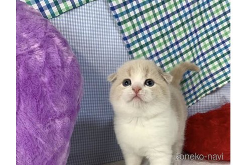 成約済の大阪府のスコティッシュフォールド(折れ耳)-75986の1枚目