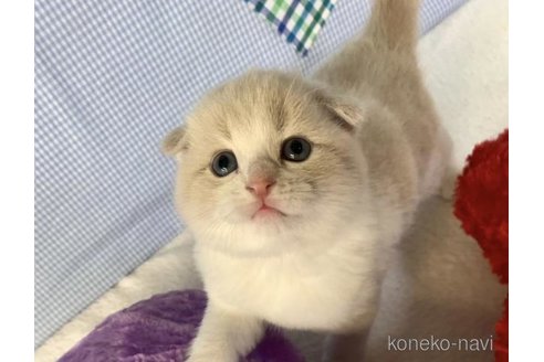 成約済の大阪府のスコティッシュフォールド(折れ耳)-75986の4枚目