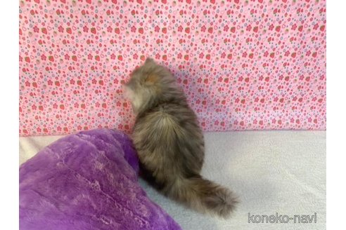 成約済の大阪府のミヌエット-75991の3枚目