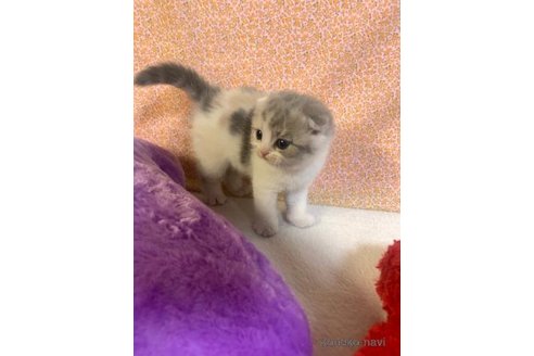 成約済の大阪府のスコティッシュフォールド(折れ耳)-75992の4枚目