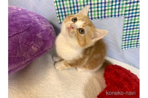 成約済の大阪府のスコティッシュストレート-75995の4枚目