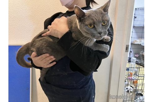 成約済の大阪府のブリティッシュショートヘア-75999の1枚目