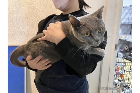 成約済の大阪府のブリティッシュショートヘア-75999の4枚目
