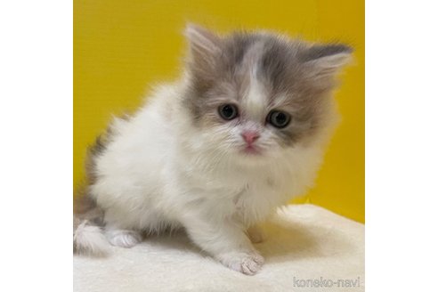 成約済の山梨県のスコティッシュフォールド-76007の1枚目