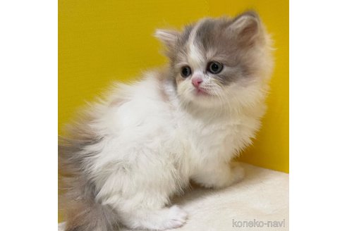 成約済の山梨県のスコティッシュフォールド-76007の8枚目