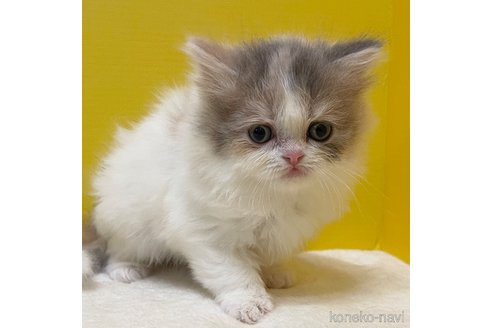 成約済の山梨県のスコティッシュフォールド-76007の2枚目