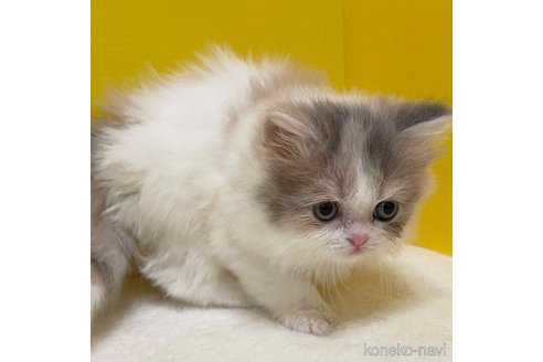 成約済の山梨県のスコティッシュフォールド-76007の4枚目