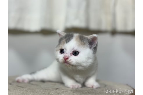 成約済の神奈川県のマンチカン-76014の2枚目