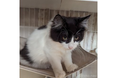 成約済の愛媛県のノルウェージャンフォレストキャット-71630の3枚目