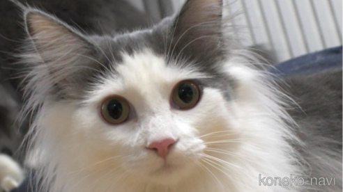 成約済の茨城県のノルウェージャンフォレストキャット-62440