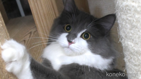 成約済の茨城県のノルウェージャンフォレストキャット-62149の1枚目