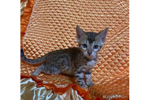 成約済の岡山県のベンガル-76100の2枚目