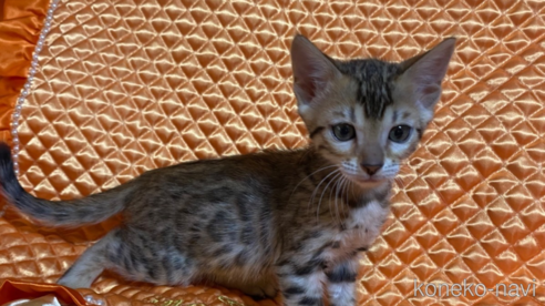 成約済の岡山県のベンガル-76100の1枚目