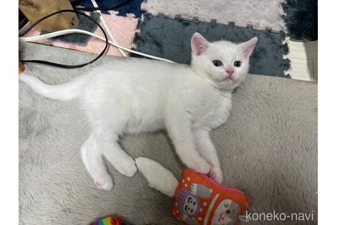 成約済の千葉県のスコティッシュフォールド-74131の35枚目