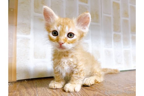 成約済の東京都のスクーカム-76112の25枚目