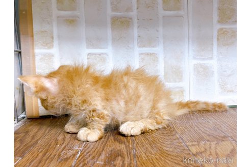 成約済の東京都のスクーカム-76112の30枚目