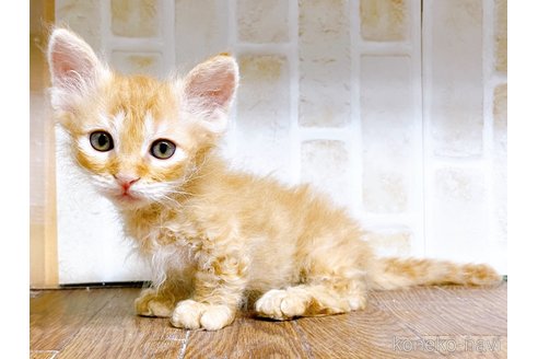 成約済の東京都のスクーカム-76112の29枚目