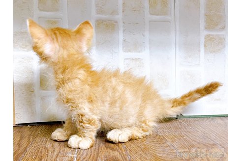 成約済の東京都のスクーカム-76112の27枚目