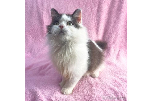 成約済の神奈川県のミヌエット-72992の3枚目