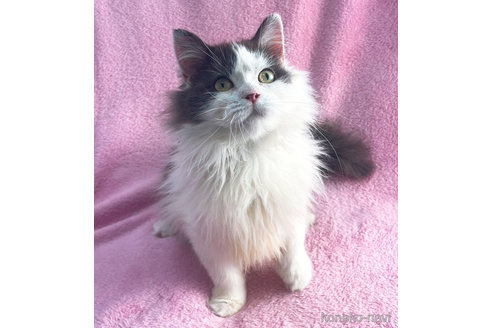 成約済の神奈川県のミヌエット-72992の4枚目