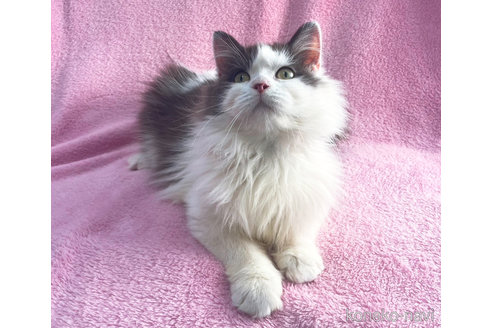 成約済の神奈川県のミヌエット-72992の5枚目