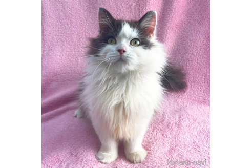 成約済の神奈川県のミヌエット-72992の2枚目