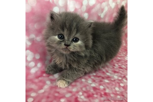 成約済の愛知県のスコティッシュフォールド-74922の3枚目