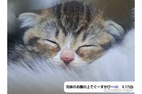 成約済の宮城県のスコティッシュフォールド-75241の7枚目