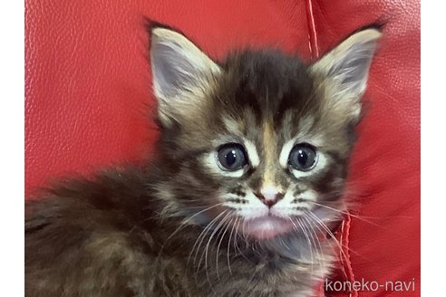 成約済の群馬県のメインクーン-76163の3枚目