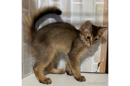 成約済の東京都のソマリ-76174の5枚目