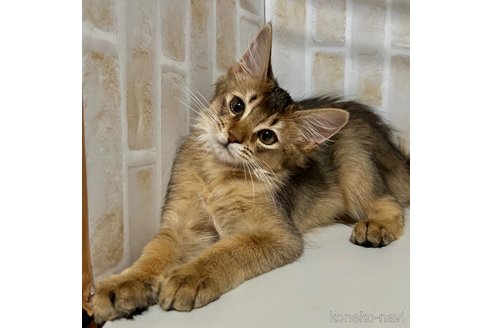 成約済の東京都のソマリ-76174の6枚目