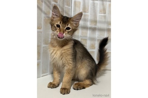 成約済の東京都のソマリ-76174の2枚目