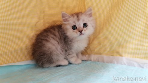 成約済の東京都のミヌエット-76176の4枚目